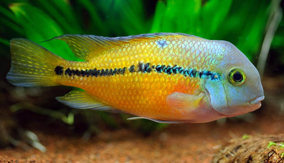 When Should You Quarantine a Fish?