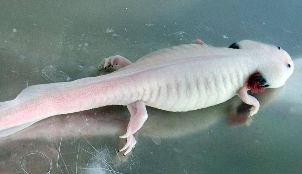 When Should You Tub an Axolotl?