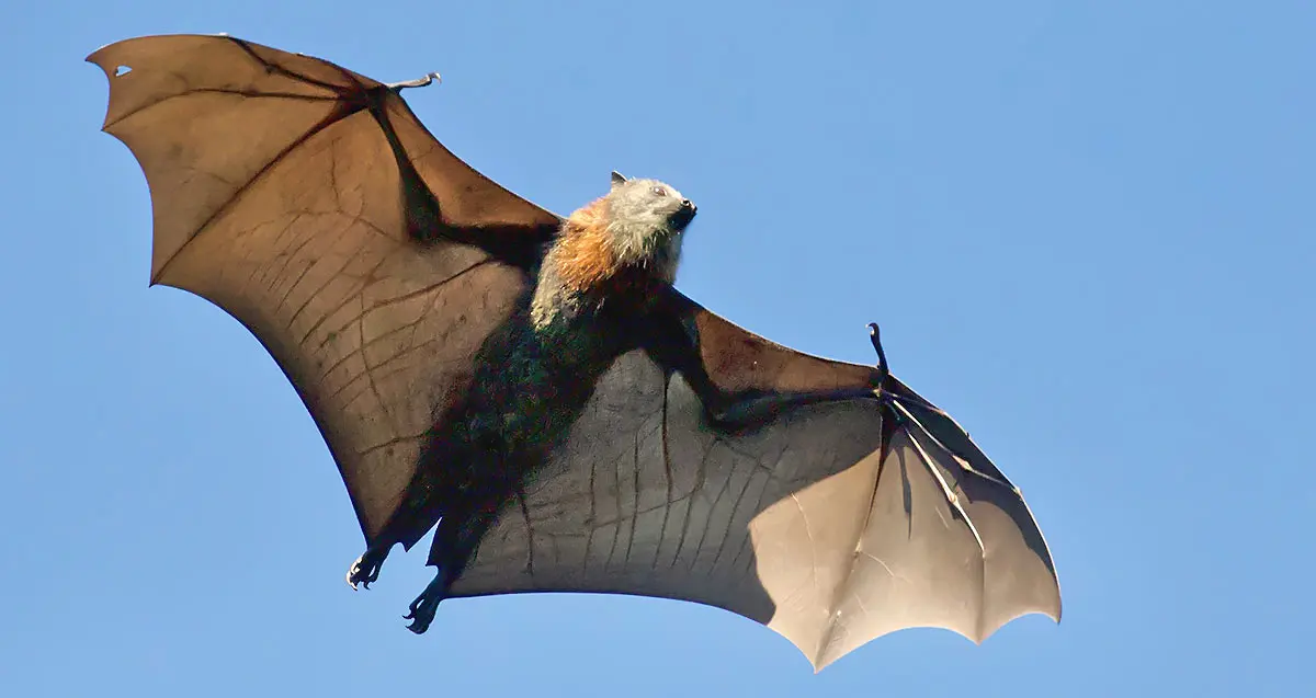 a bat flying in the air