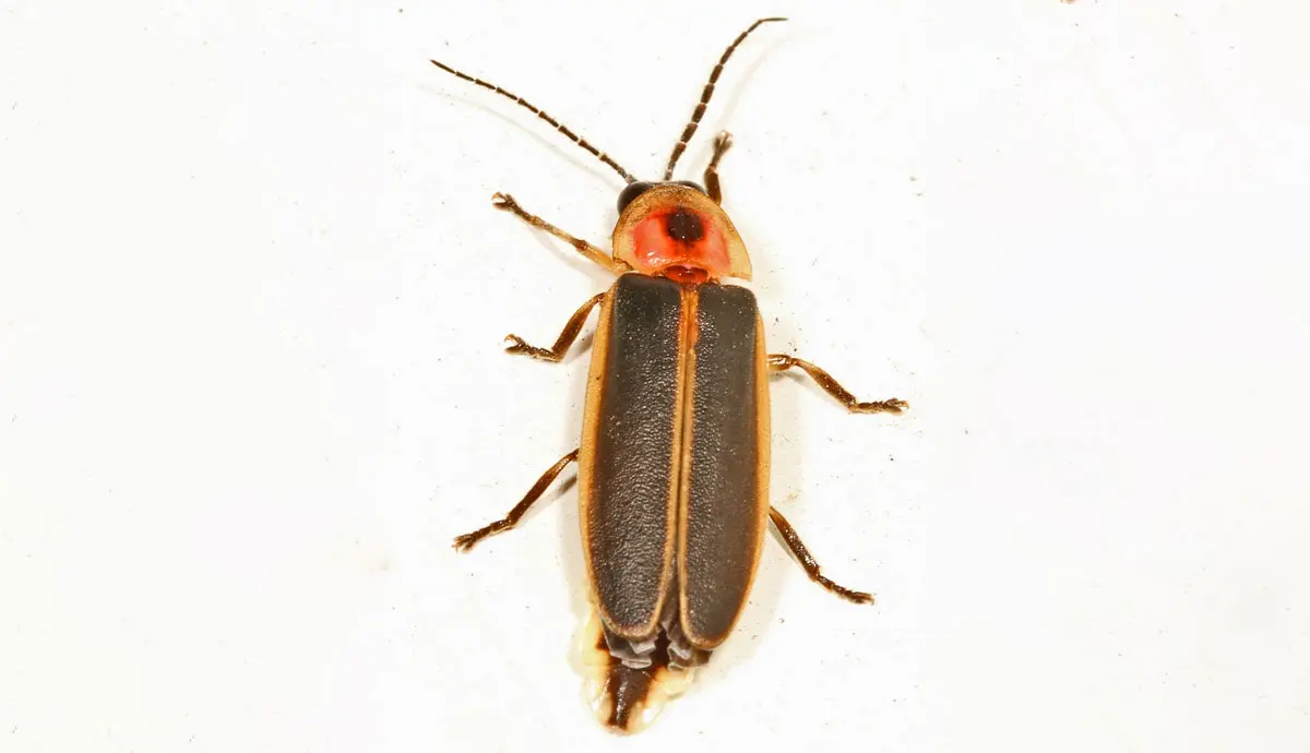 a firefly up close white background