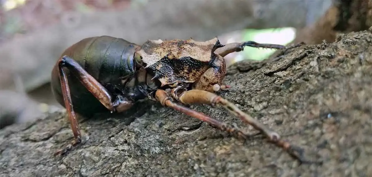 a fly blending in with a tree