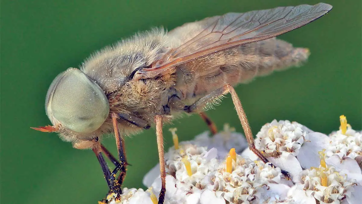 a fly on a flower