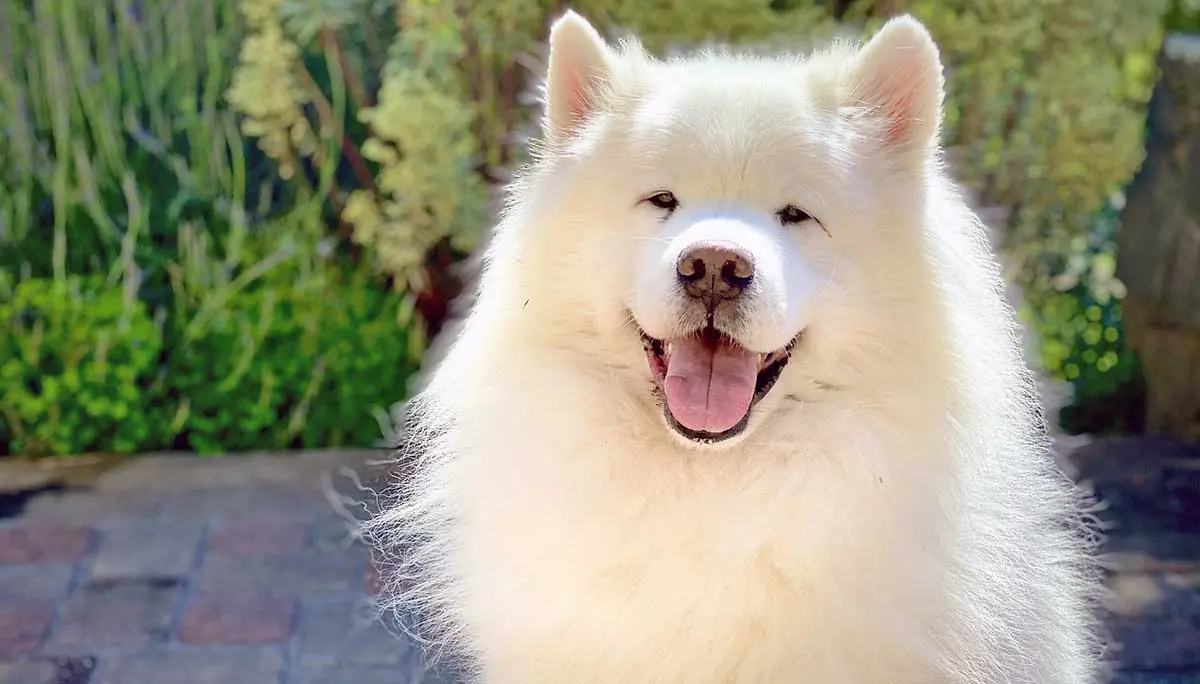 a samoyed dog sitting in the sun