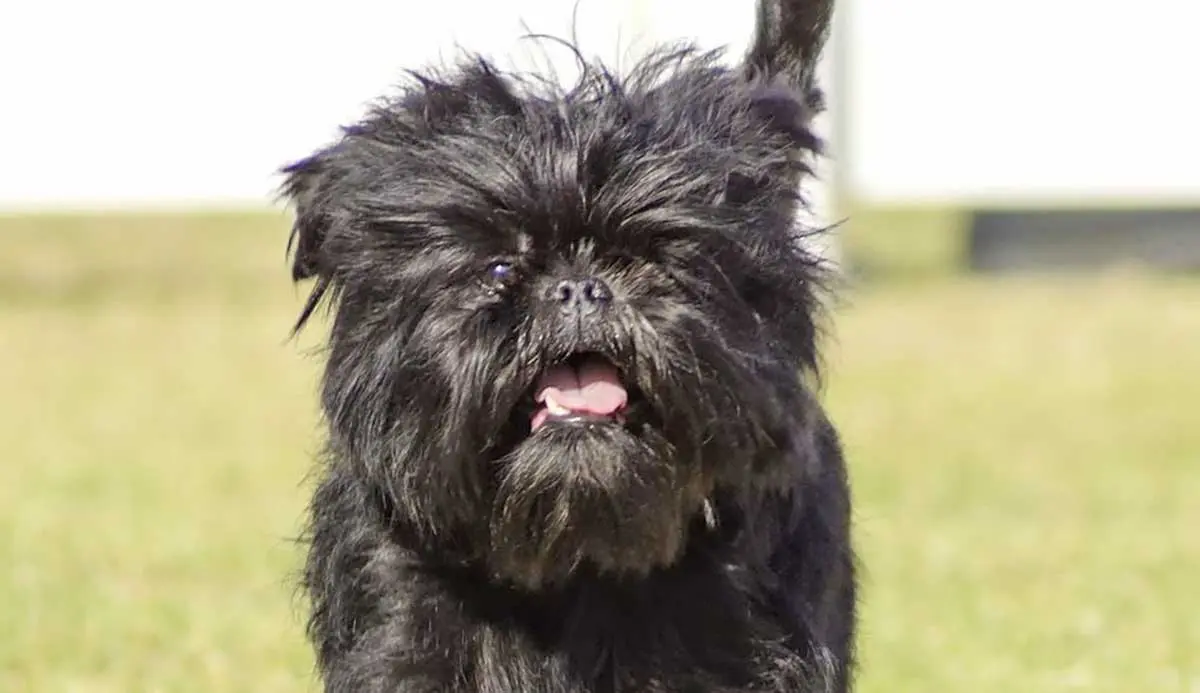 affenpinscher running grass competition