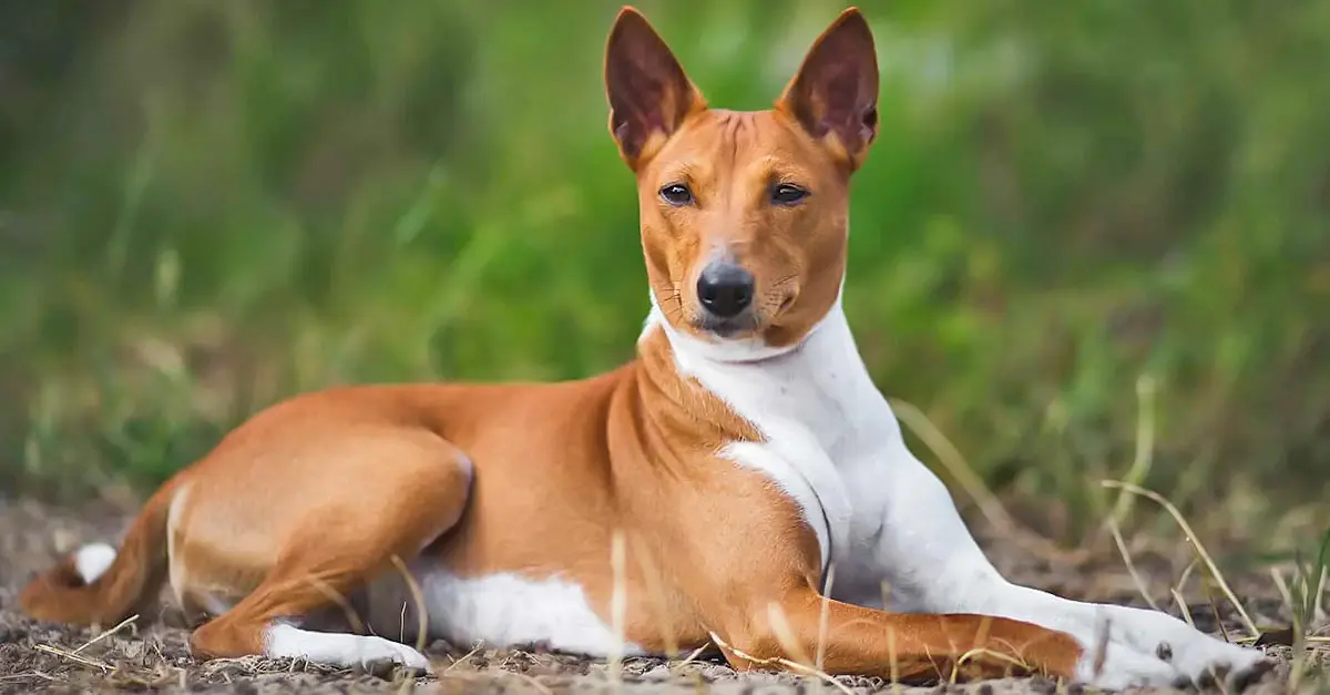 african basenji dog grass