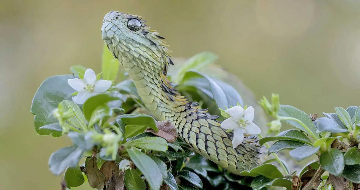 african bush viper in tree