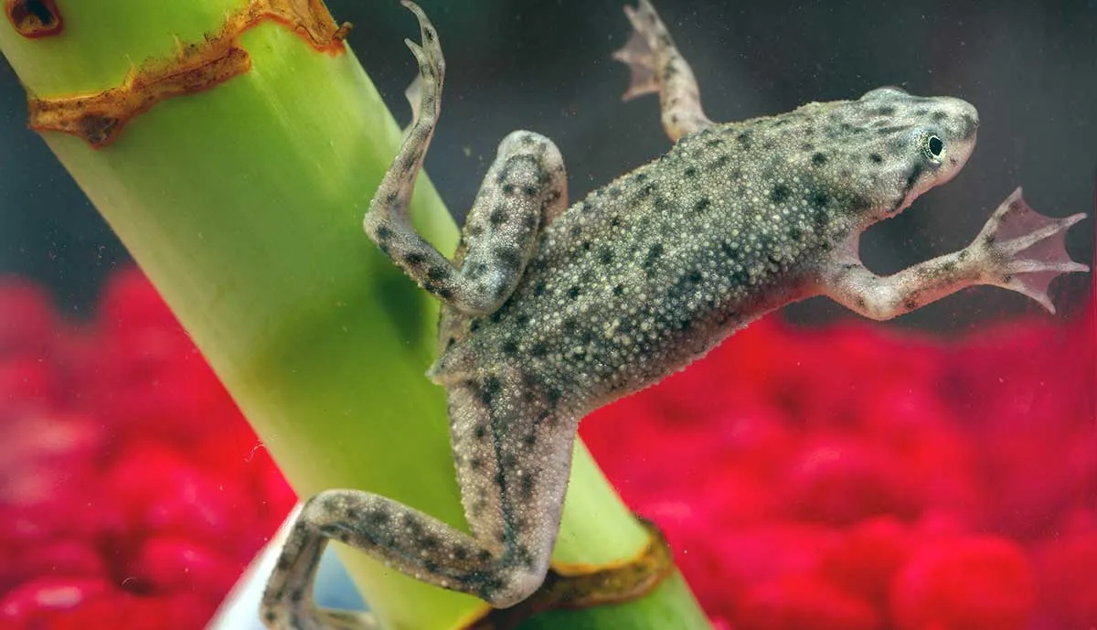 african dwarf frog swimming
