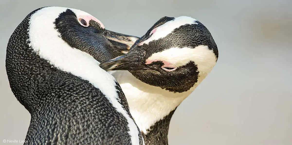 african penguins