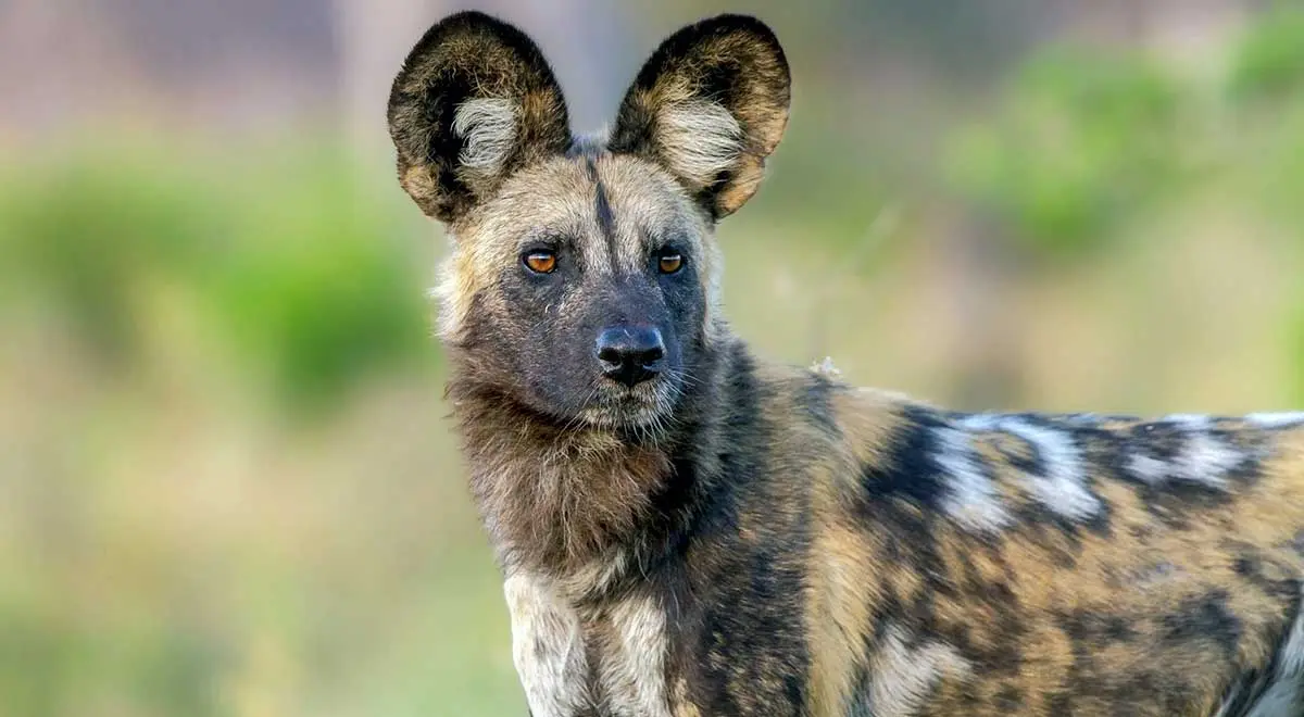 african wild dog