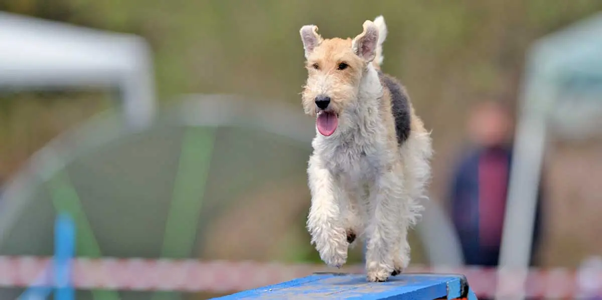 agility trial fox terrier