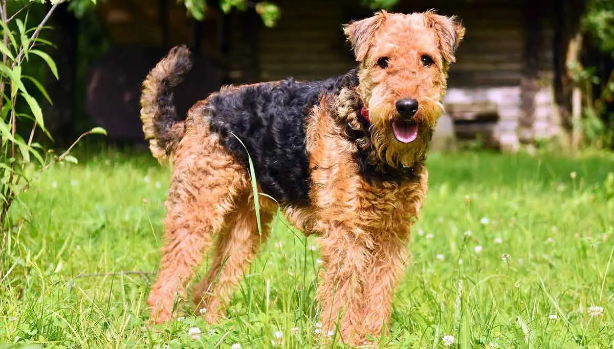 airedale