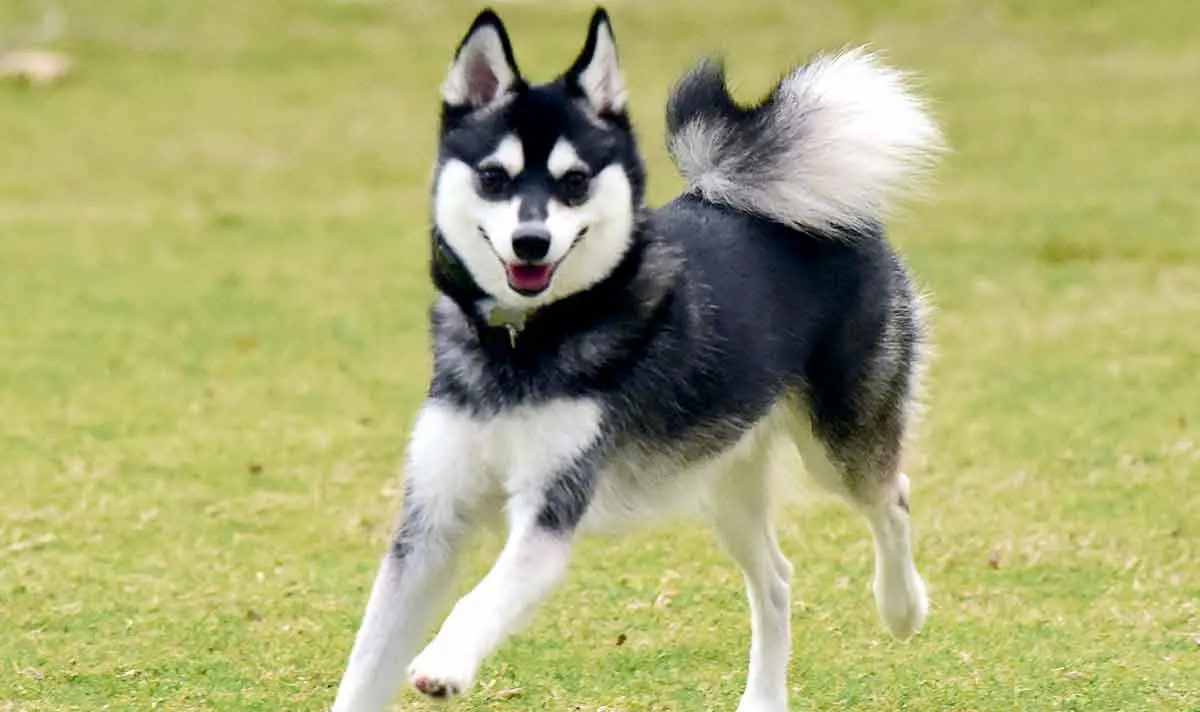 alaskan klee kai spitz