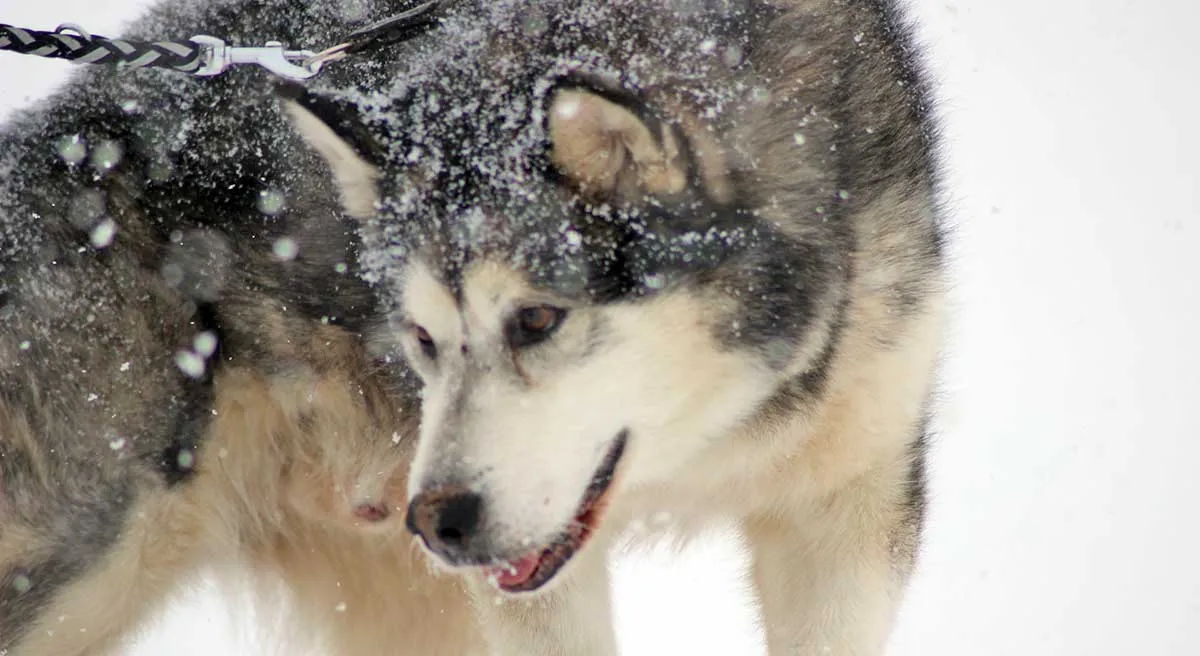 alaskan malamute dog in snow up close