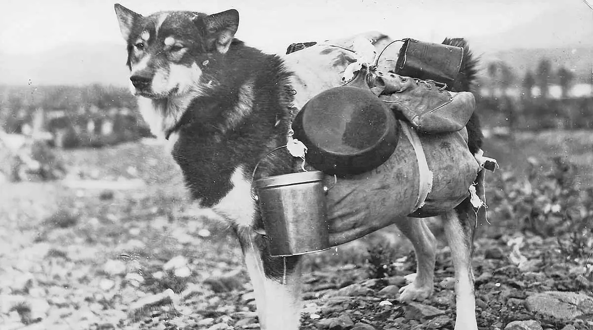 alaskan malamute world war ii