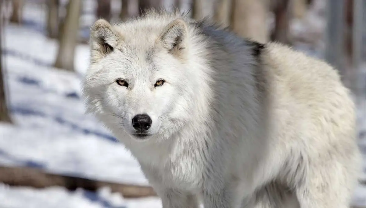 alaskan wolf