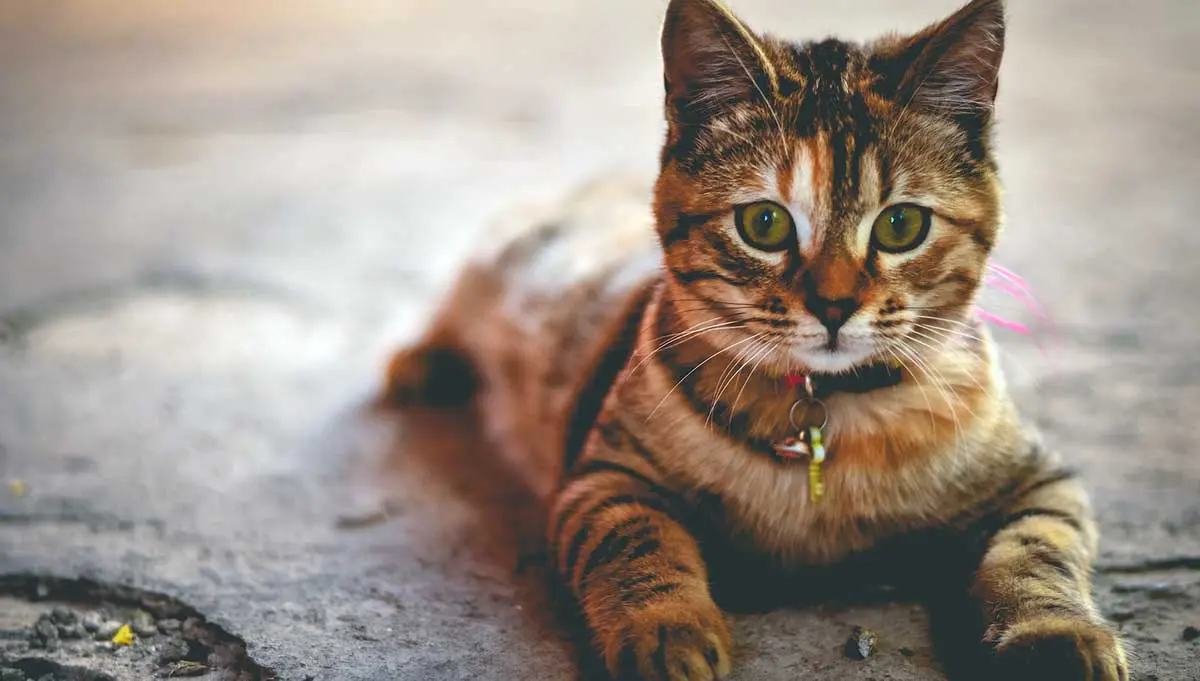 alert tabby cat lying on belly