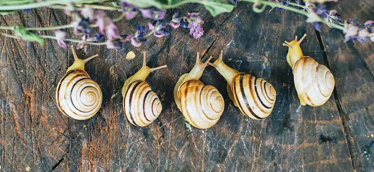 algae eating nerite snail