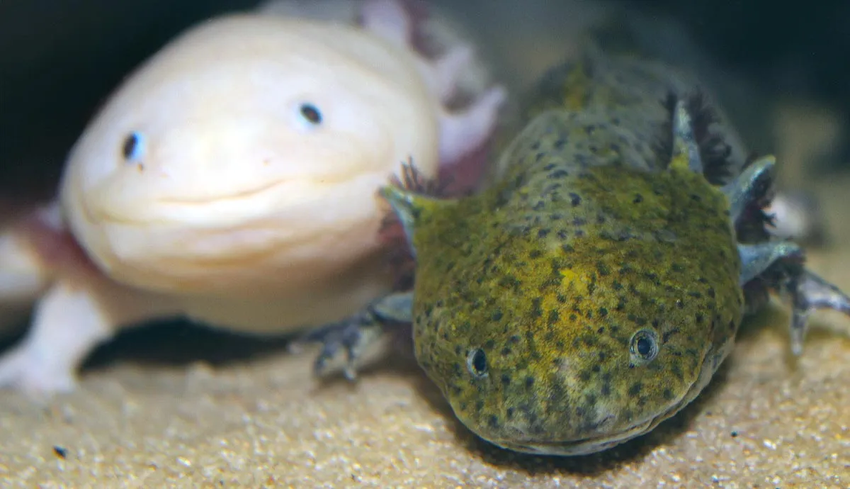amazing facts about axolotls