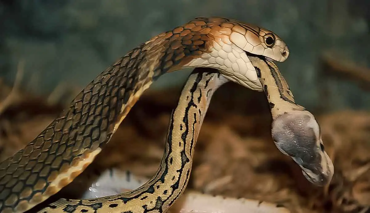 Cobra 