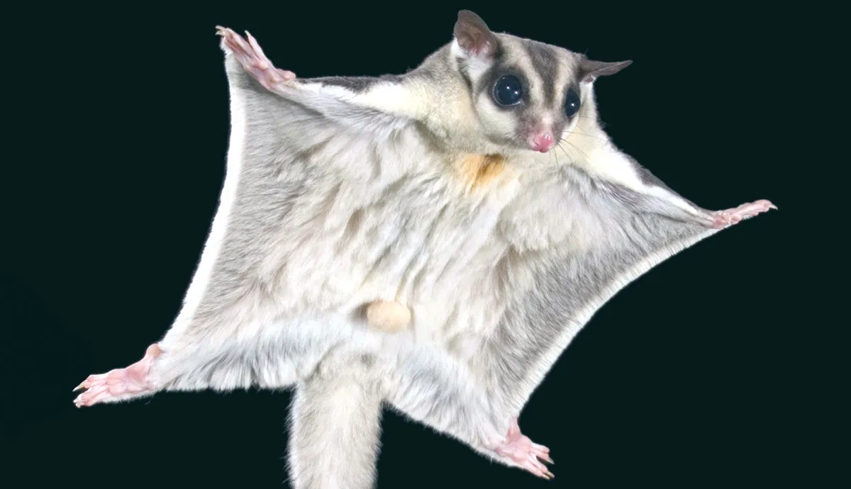 amazing facts about sugar gliders