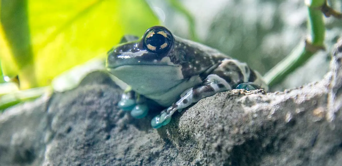 amazon milk frog close up