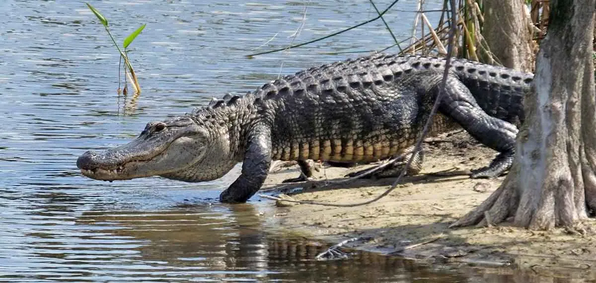 american alligator