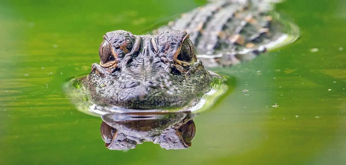 american alligator