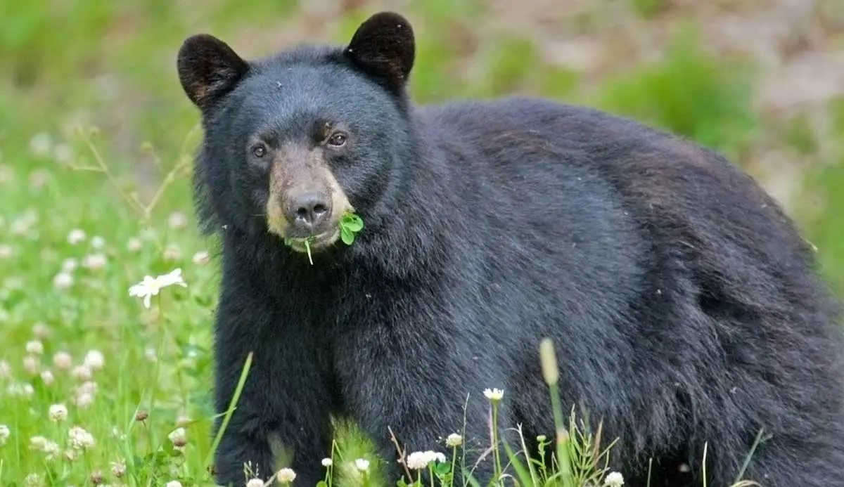 american black bear