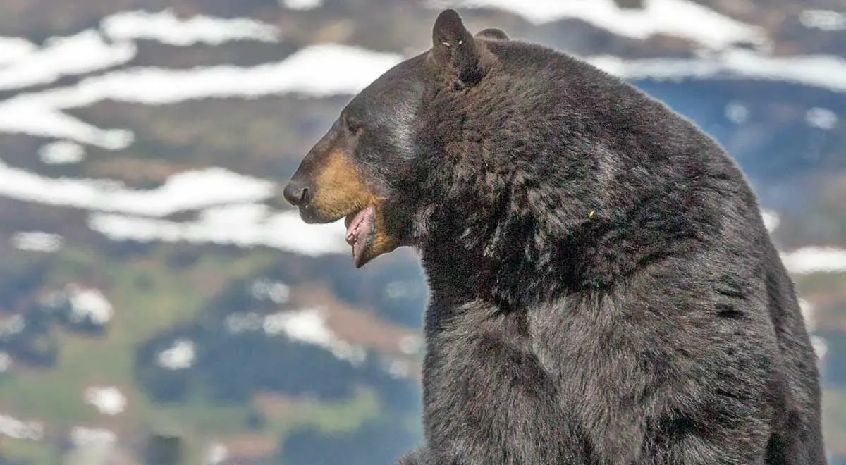 american black bear