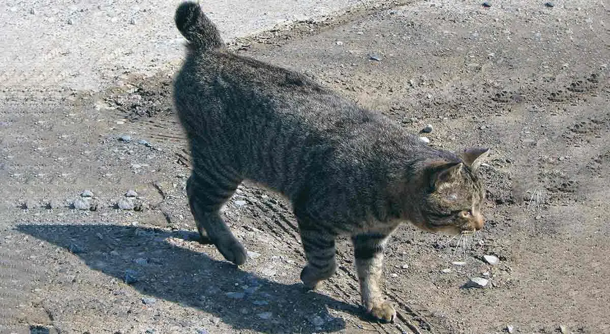 american bobtail