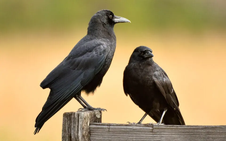 american crows on a fence