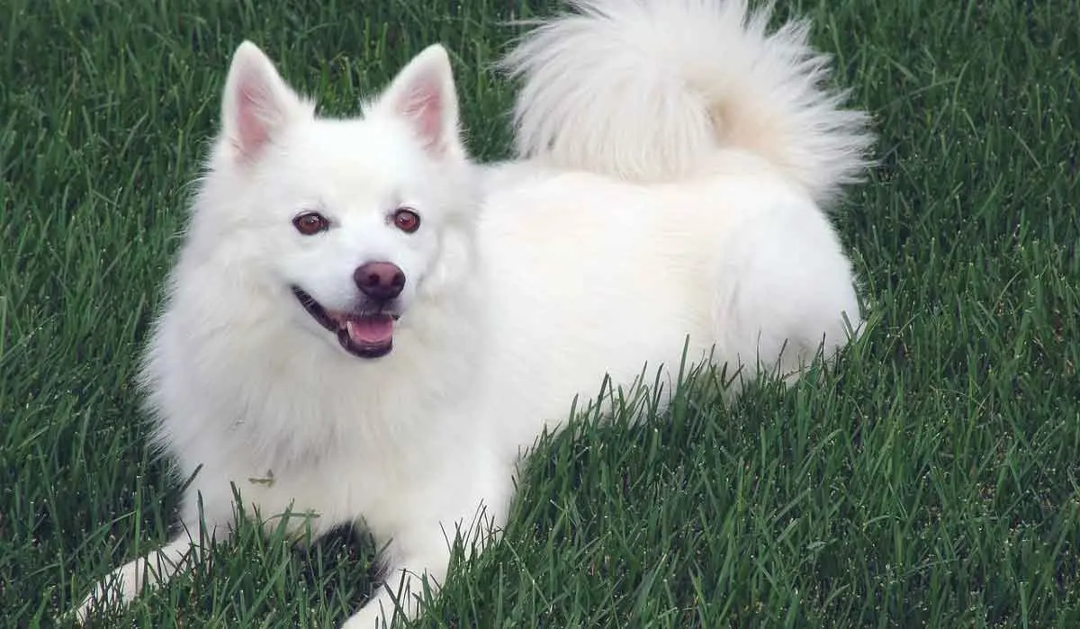 american eskimo lying on grass