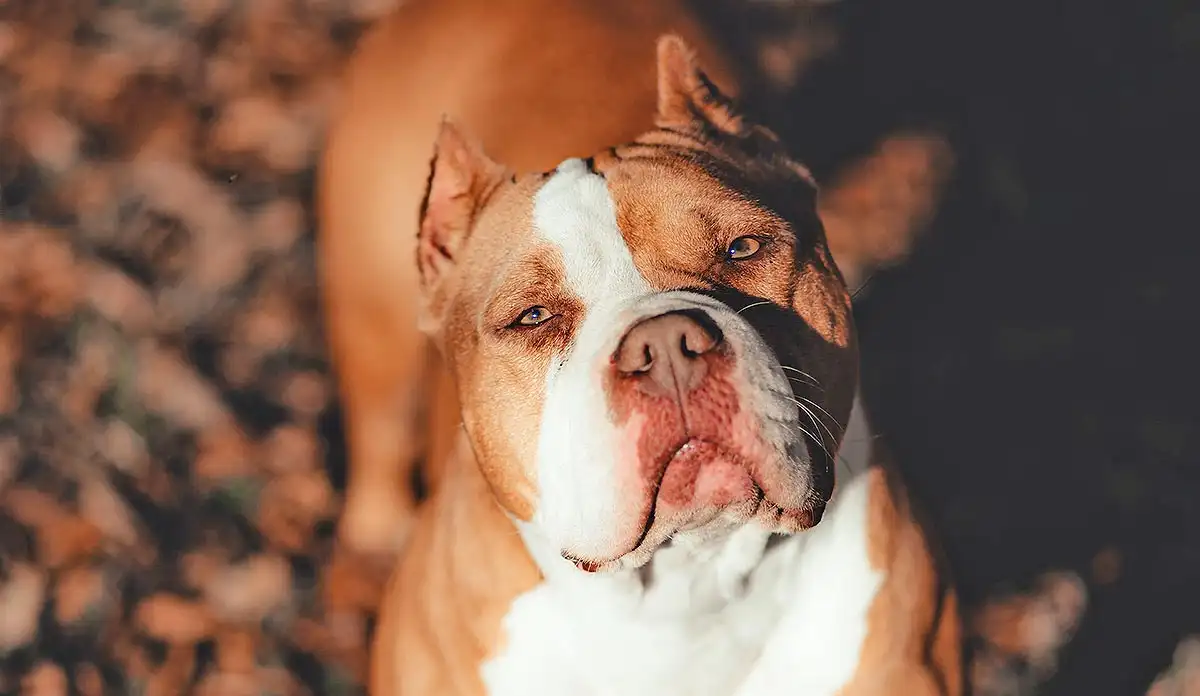 I'm a dog behaviour expert - here are THREE reasons American Bully