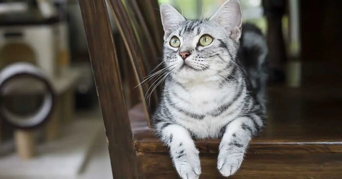 american shorthair cat