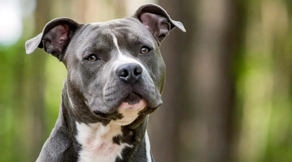 american staffordshire terrier dog