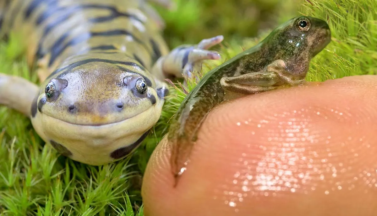 amphibians and their unique adaptations