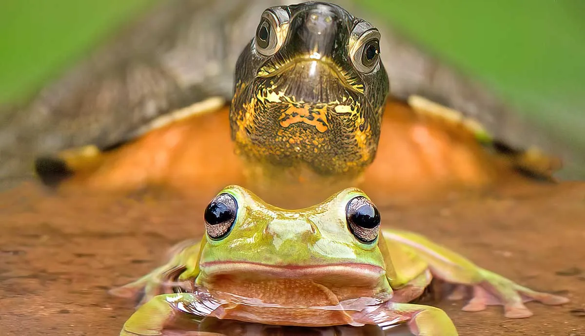 amphibians vs reptiles differences