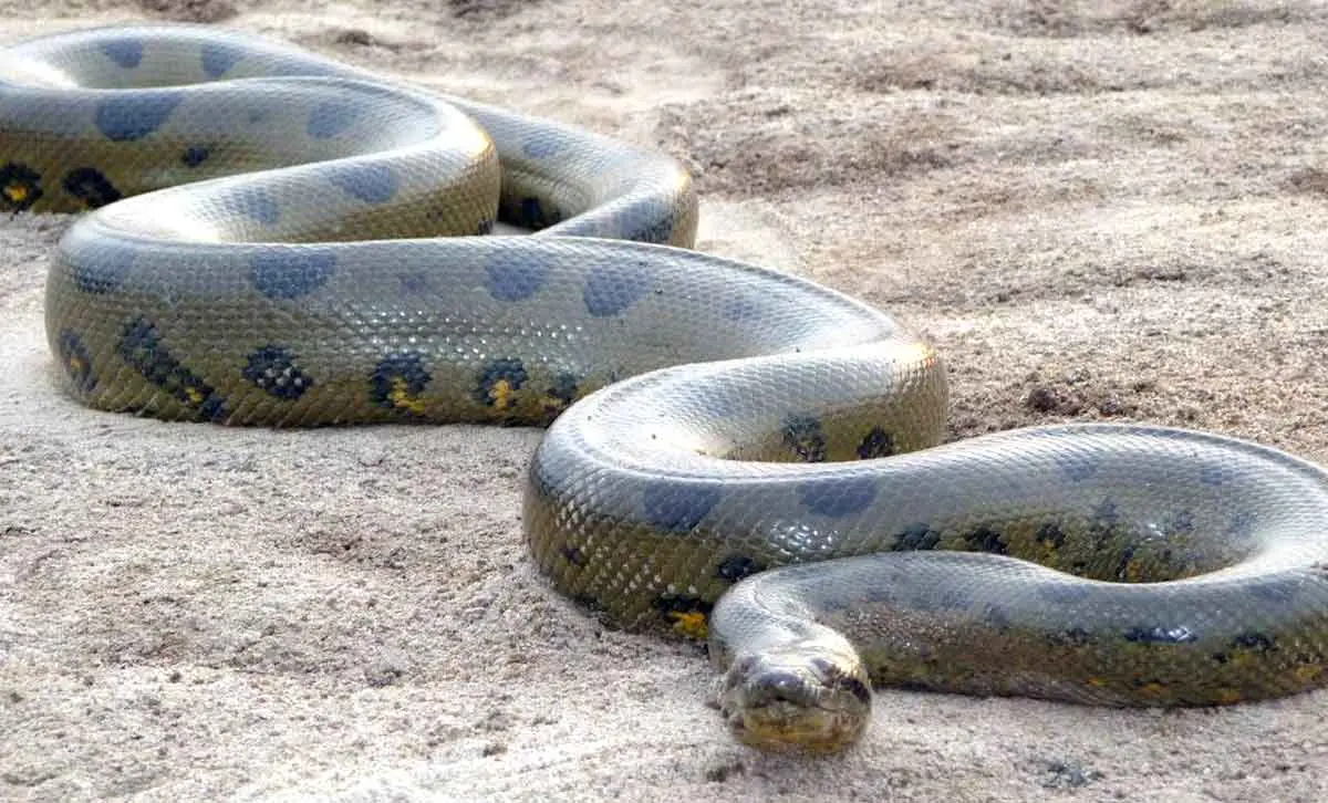 anaconda giant snake reptile