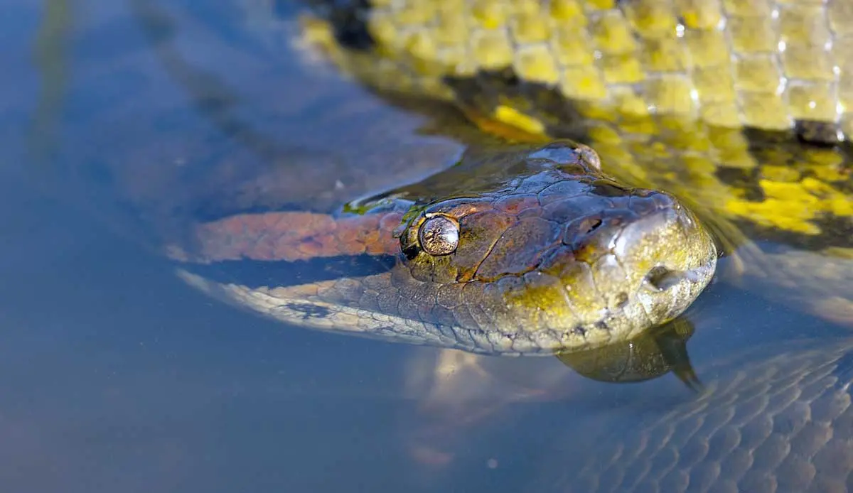 anaconda peering out of the water