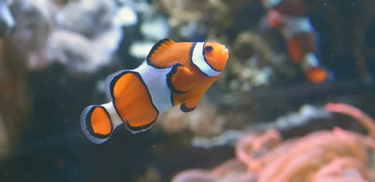 anemonefish disease clownfish