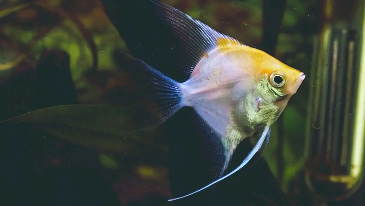 angelfish