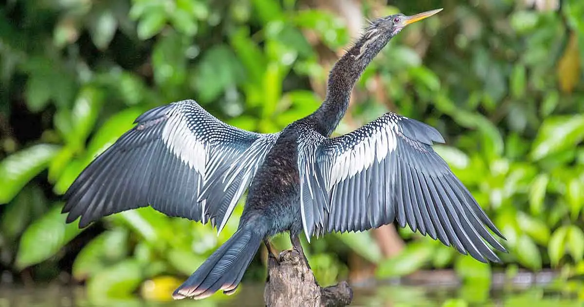 anhinga