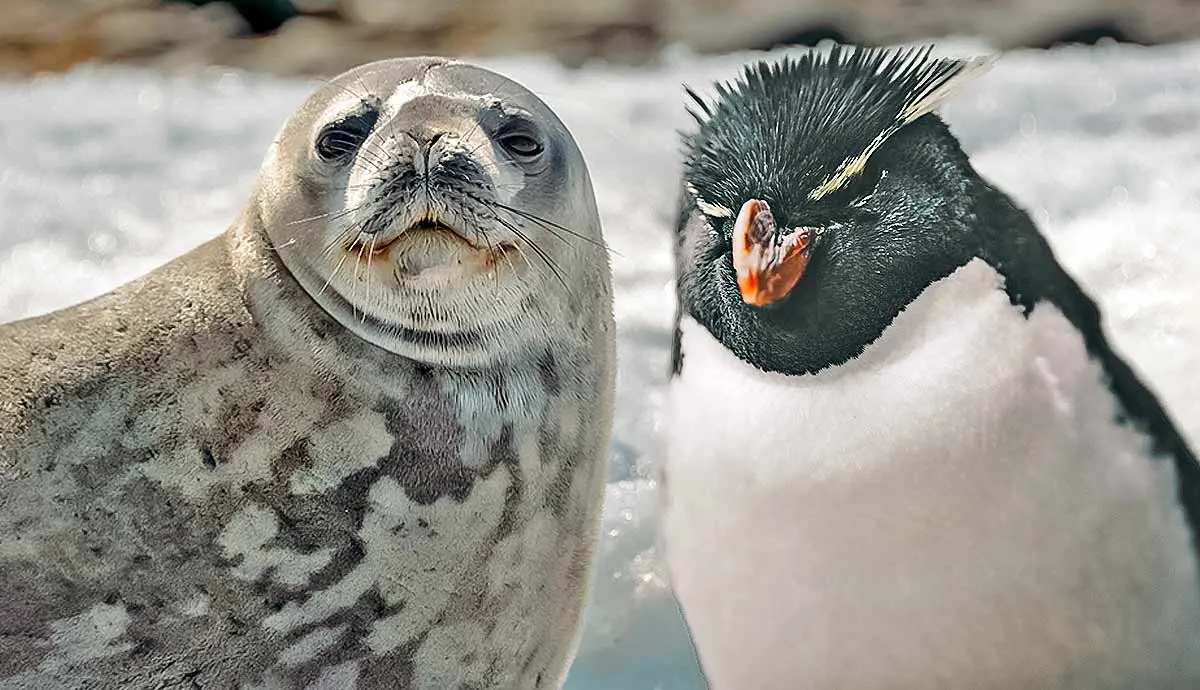 animals antarctica