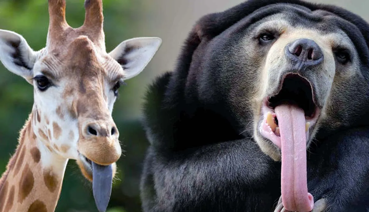 animals with really long tongues