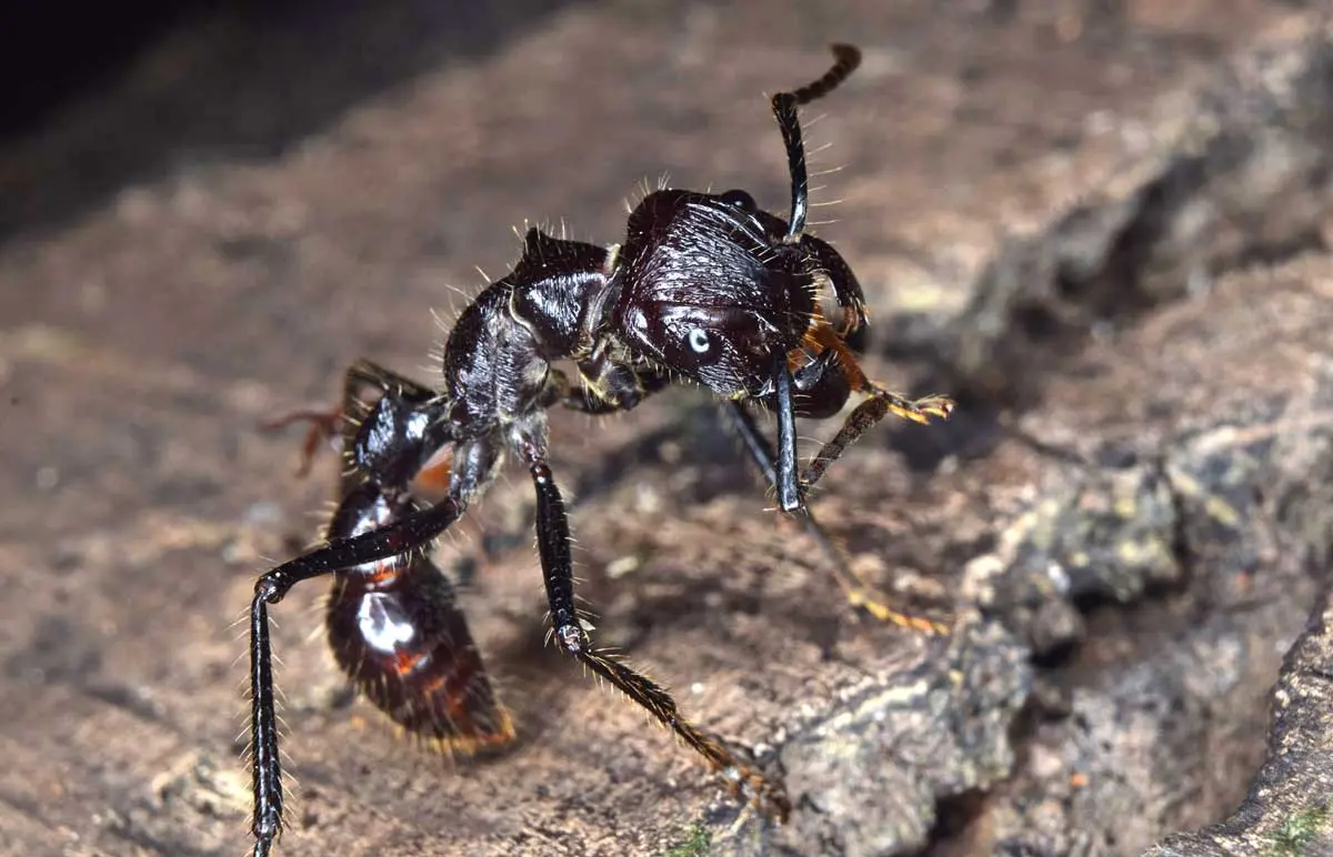 ant on wood