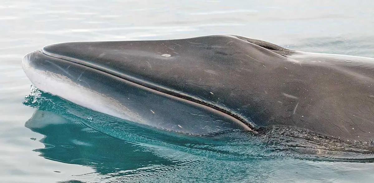 antarctic minke whale