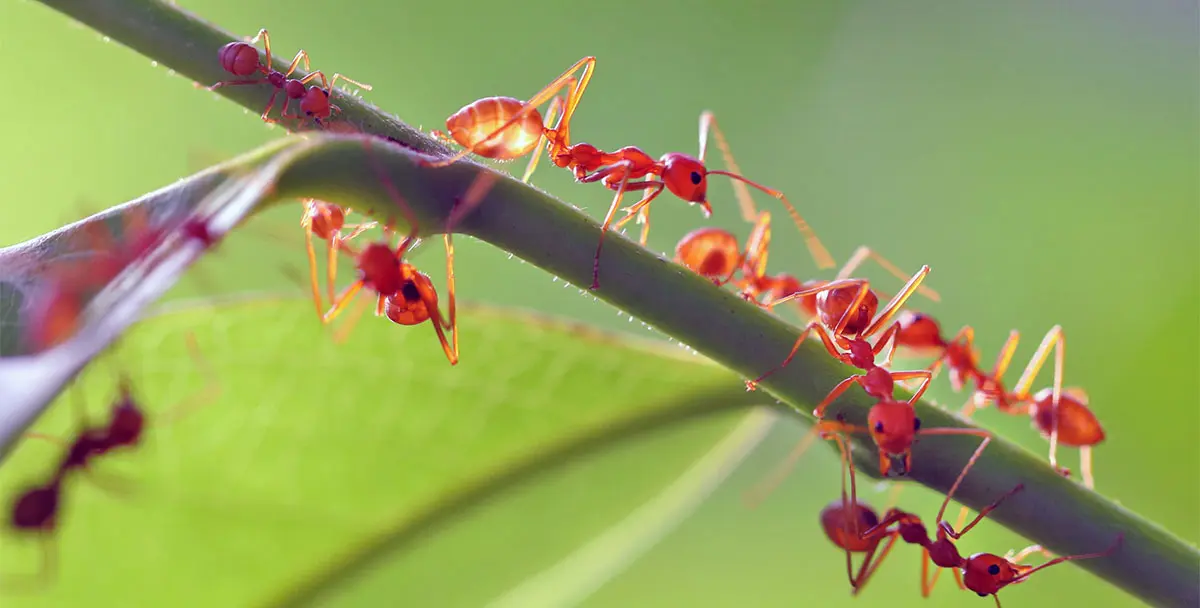 ants cooperating