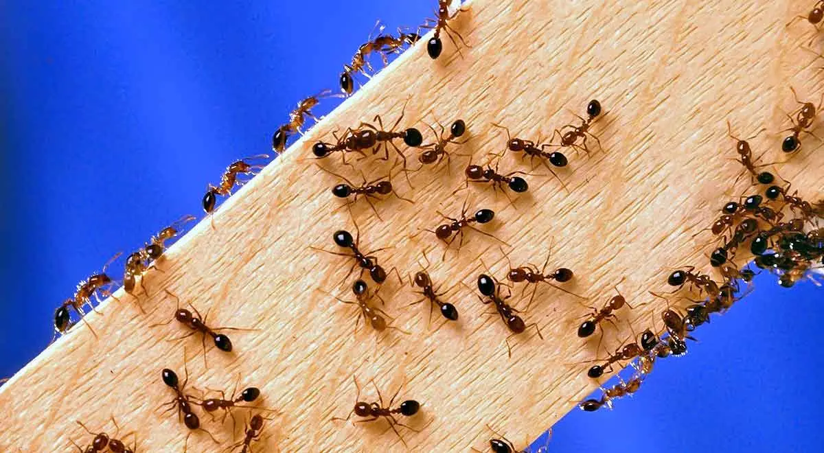 ants on a block of wood