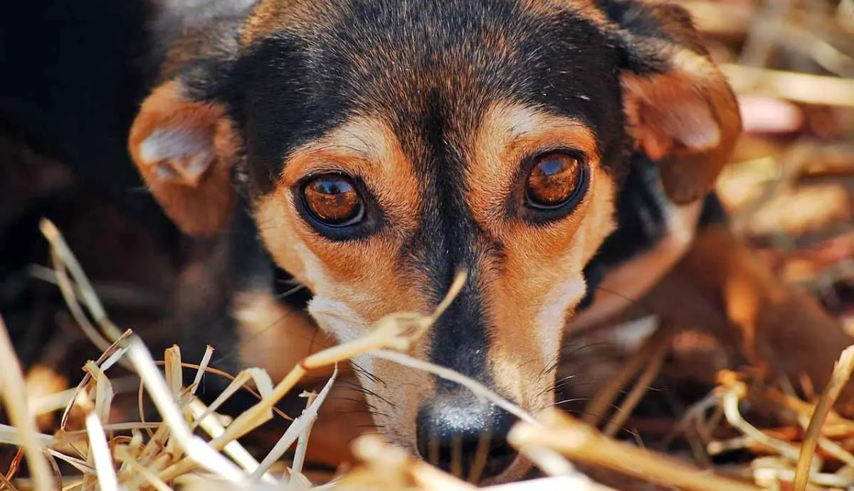 anxious dog