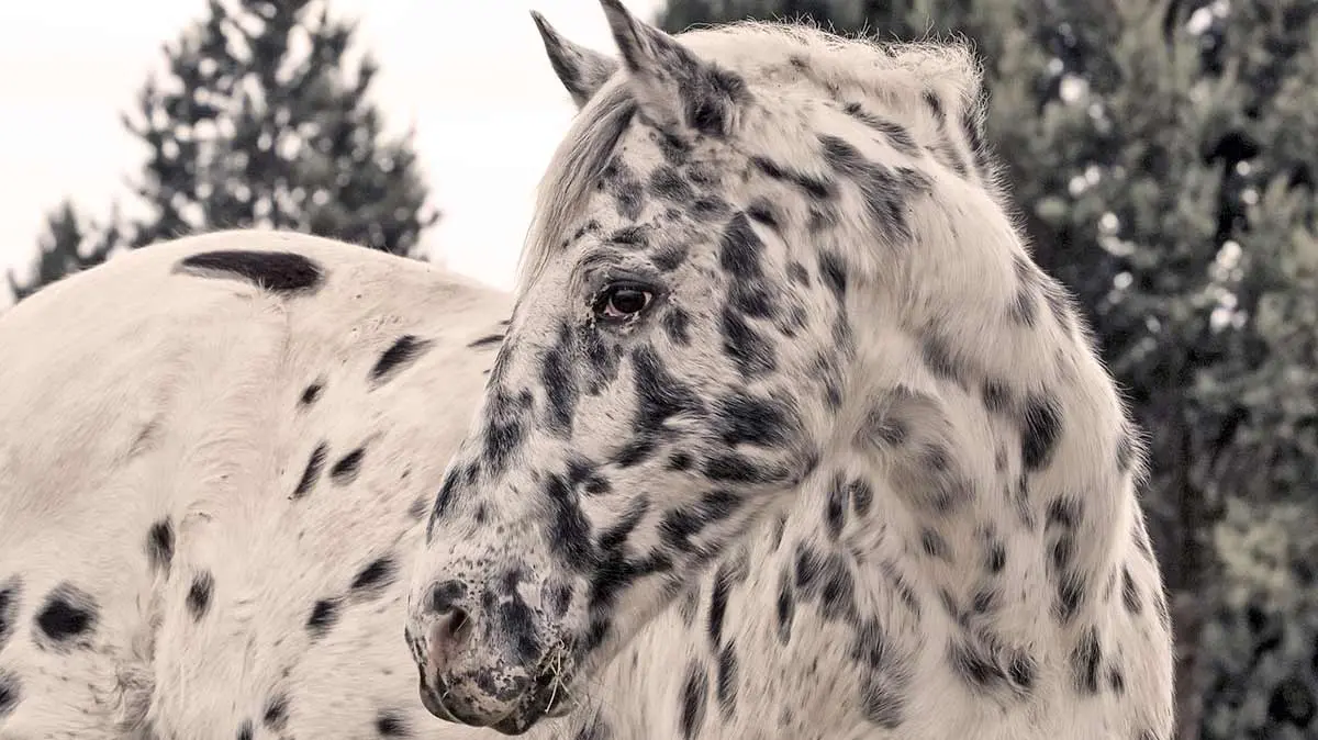 appaloosa horse nature